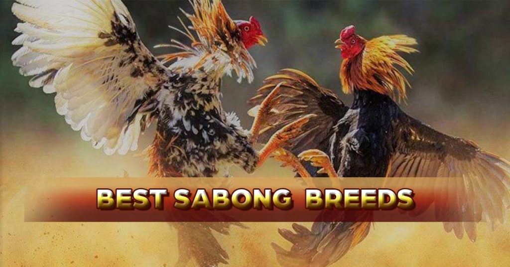 sabong breeds